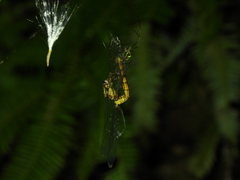 Orthetrum luzonicum