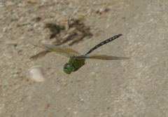 Anax gibbosulus