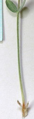 Astragalus newberryi castoreus