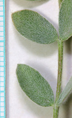 Astragalus newberryi castoreus