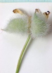 Astragalus newberryi castoreus