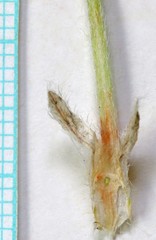 Astragalus newberryi castoreus