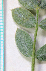 Astragalus newberryi castoreus