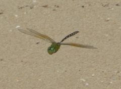 Anax gibbosulus