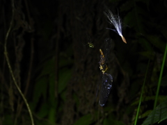 Orthetrum luzonicum