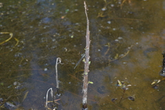 Ischnura heterosticta