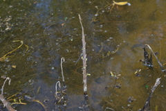 Ischnura heterosticta