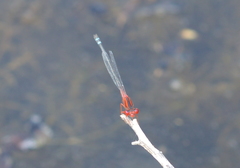 Xanthagrion erythroneurum