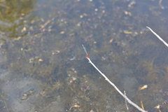 Xanthagrion erythroneurum