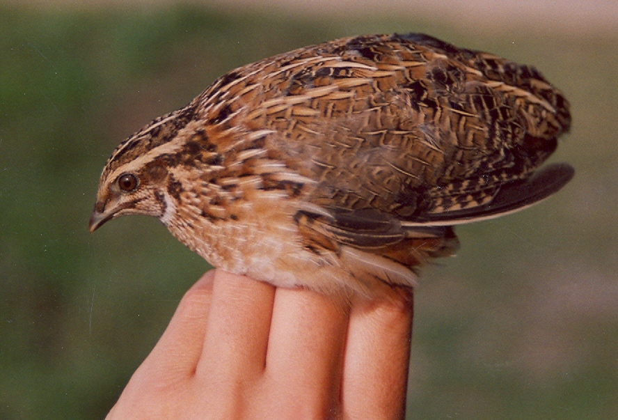 Common Quail