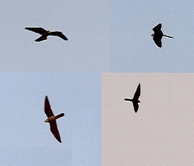 Eleonorin sokol (Falco eleonorae)