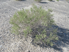 Atriplex gardneri bonnevillensis