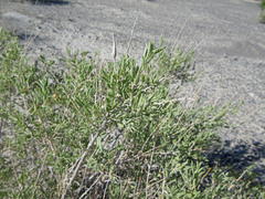 Atriplex gardneri bonnevillensis