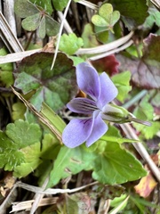 Viola arcuata