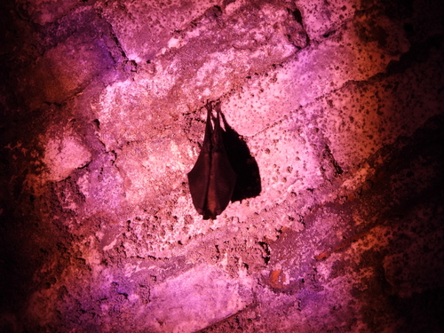Formosan Woolly Horseshoe Bat