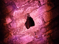 Rhinolophus formosae