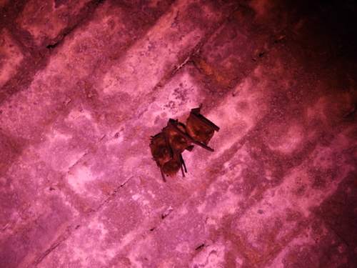 Formosan Lesser Horseshoe Bat