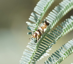 Macrobathra desmotoma