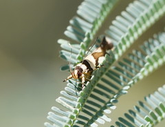 Macrobathra desmotoma