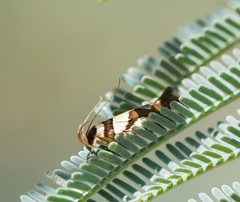 Macrobathra desmotoma