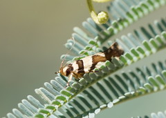 Macrobathra desmotoma