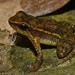 Chimbo Rocket Frog - Photo (c) ernstklimsa, some rights reserved (CC BY-NC)