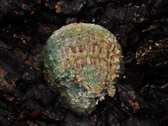 Spondylus nicobaricus