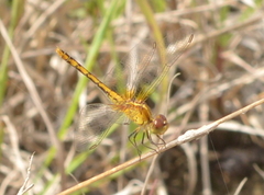 Diplacodes bipunctata