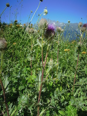 Cirsium pugnax
