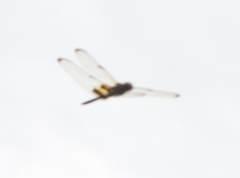 Rhyothemis phyllis apicalis