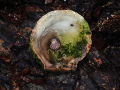 Spondylus nicobaricus