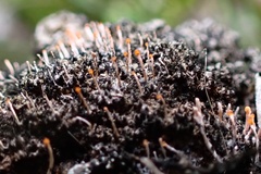 Stilbella fimetaria
