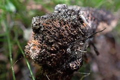 Stilbella fimetaria