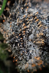 Stilbella fimetaria