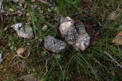 Stilbella fimetaria