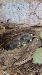 Aves