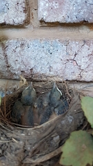 Aves