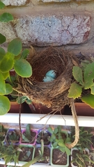 Aves