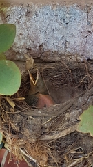 Aves
