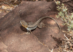 Ctenophorus modestus