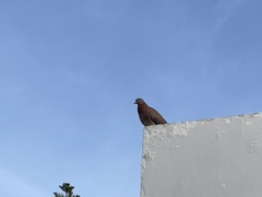 Streptopelia senegalensis