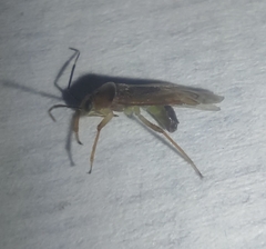 Tropidosteptes