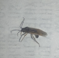 Tropidosteptes