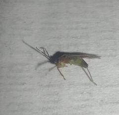 Tropidosteptes