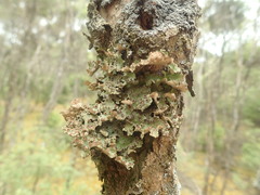 Sticta cinereoglauca