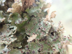Sticta cinereoglauca