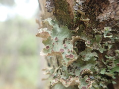 Sticta cinereoglauca