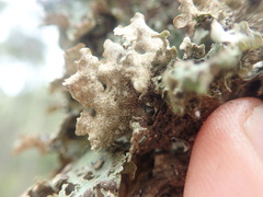 Sticta cinereoglauca