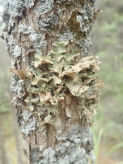 Sticta cinereoglauca