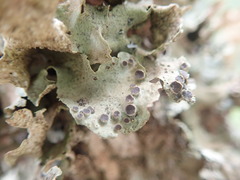 Sticta cinereoglauca